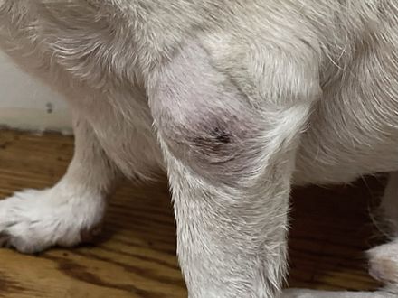 Mast cell tumor - Day 0 - Pre Treatment