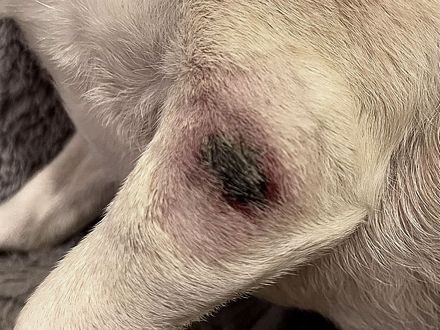 Mast cell tumor one day after STELFONTA treatment