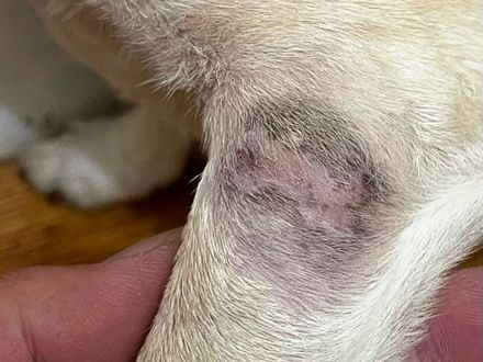Mast Cell Tumor 15 days after treatment