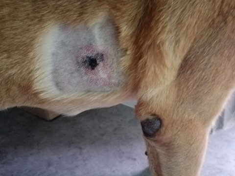 Mast cell tumor - Day 1 after STELFONTA treatment