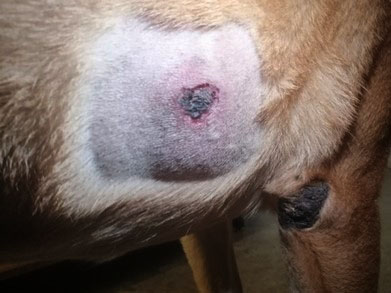 Mast cell tumor - Day 2 after STELFONTA treatment