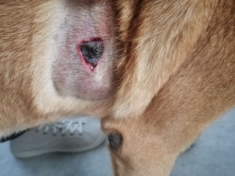 Mast cell tumor - Day 4 after STELFONTA treatment