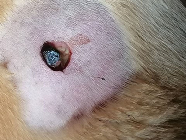 Mast cell tumor - Day 6 after STELFONTA treatment