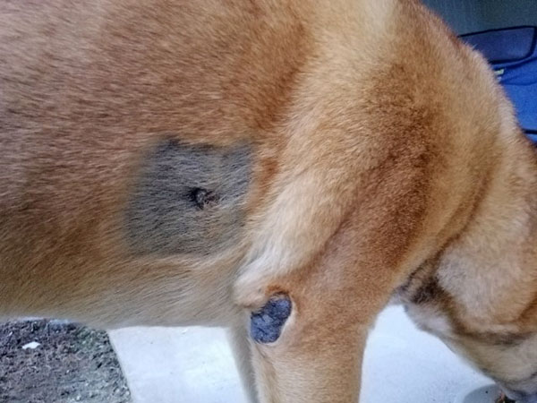 Mast cell tumor - Day 22 after STELFONTA treatment