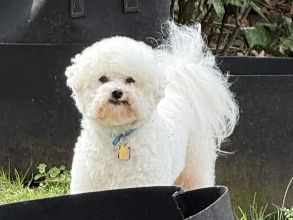 Bichon - treated with STELFONTA Bichon - treated with STELFONTA