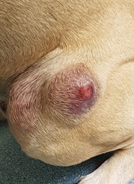 what is the life expectancy of a dog with a mast cell tumor