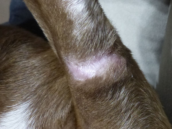 Mast cell tumor - Day 0 - Pre Treatment