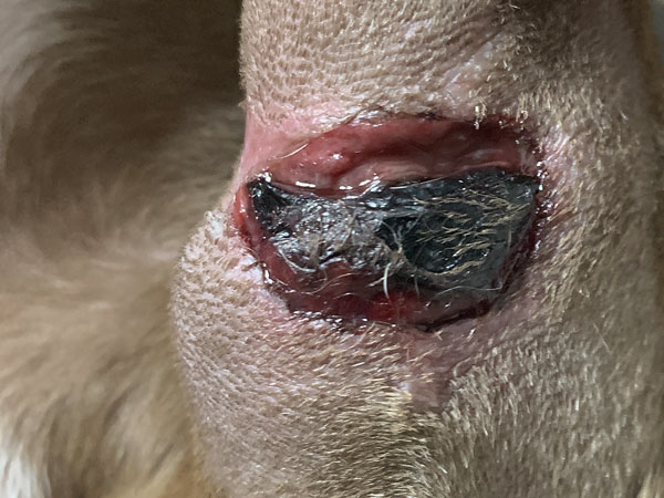 Mast cell tumor - Day 3 after Stelfonta treatment