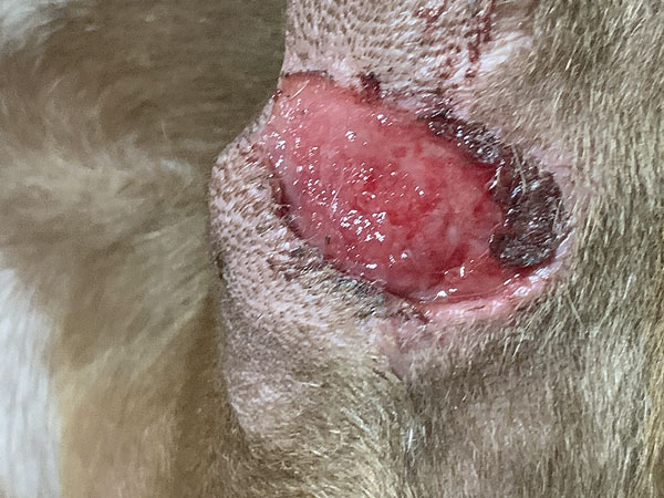 Mast cell tumor - Day 9 after Stelfonta treatment