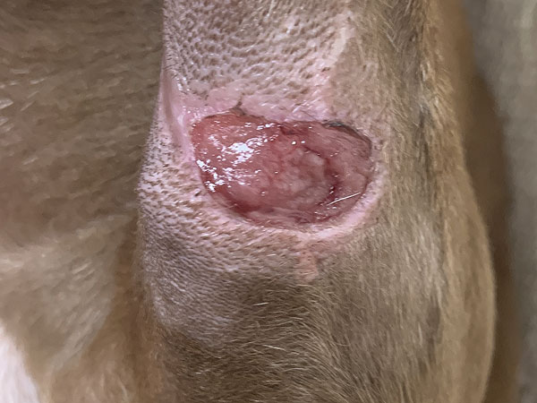 Mast cell tumor - Day 14 after Stelfonta treatment