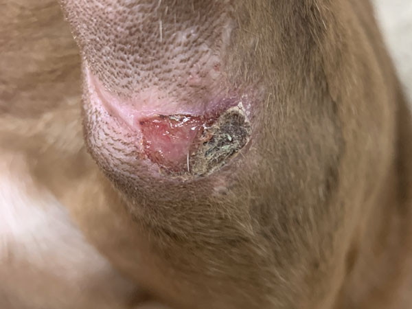 Mast cell tumor - Day 20 after Stelfonta treatment