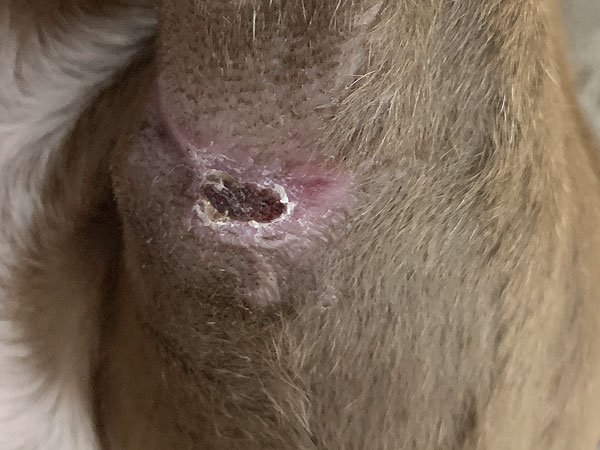 Mast cell tumor - Day 26 after Stelfonta treatment