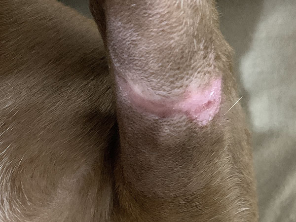 Mast cell tumor - Day 28 after Stelfonta treatment