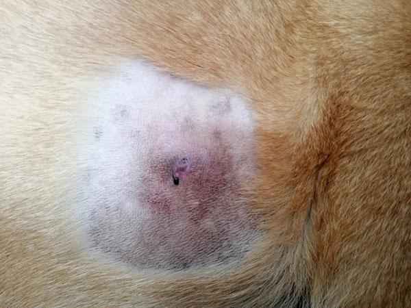Mast cell tumor - 4 hours after STELFONTA treatment