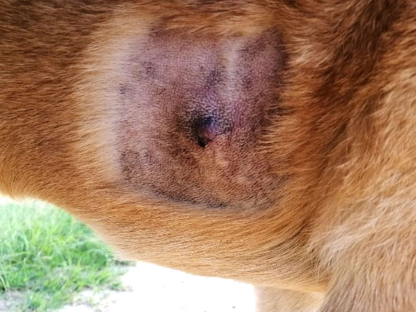 Mast cell tumor - 8 hours after STELFONTA treatment