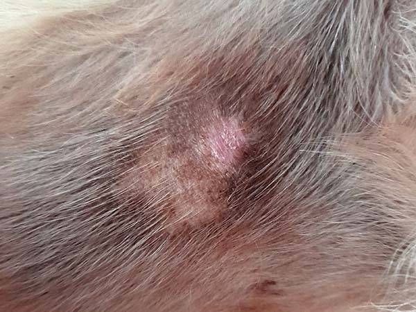 Mast cell tumor site healed after STELFONTA