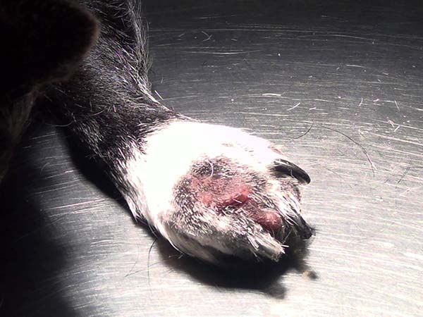 Mast cell tumor on dog paw before treatment with Stelfonta
