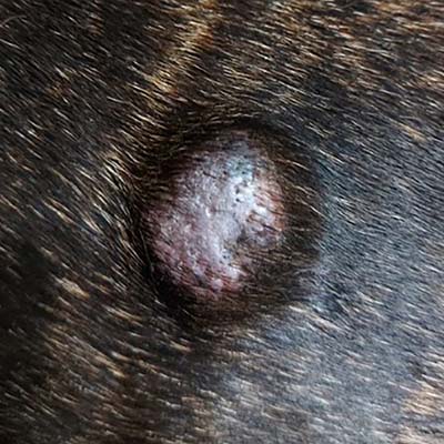 STELFONTA, a Mast Cell Tumor Treatment for Dogs | STELFONTA