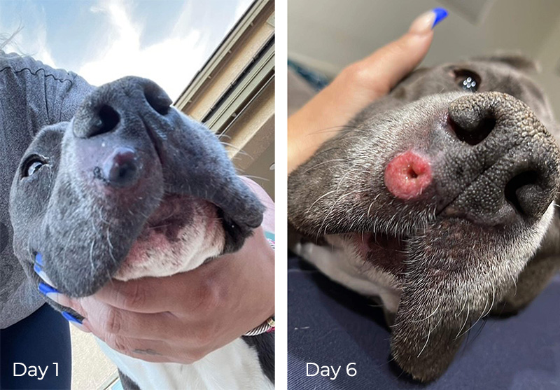 Dog treated with Stelfona for cancer on lip
