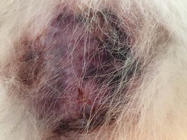 Dog's mast cell tumor, 24hrs after Stelfonta treatment
