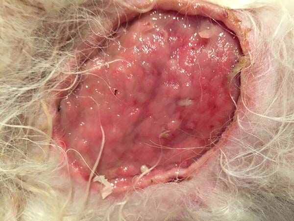 Mast cell tumor, day 7 post Stelfonta treatment