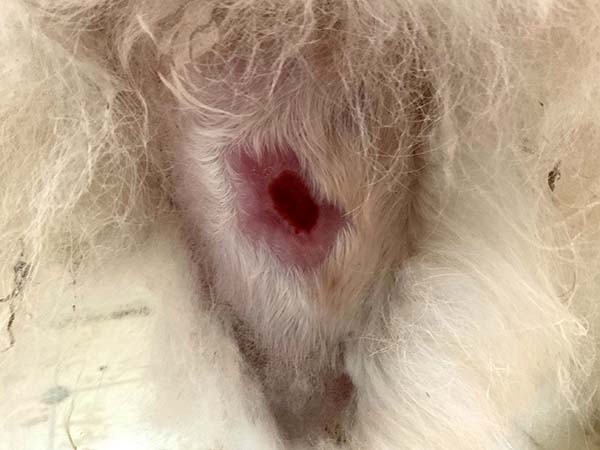 Mast cell tumor, Day 43 after Stelfonta treatment