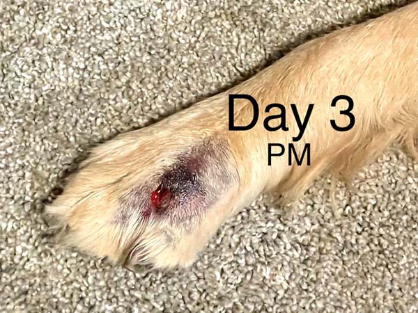 Day 3 - post STELFONTA treatment. Labrador with mast cell tumor.