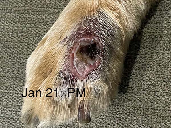Day 4 - post STELFONTA treatment. Labrador with mast cell tumor.