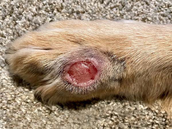 Day 14 - post STELFONTA treatment. Labrador with mast cell tumor.