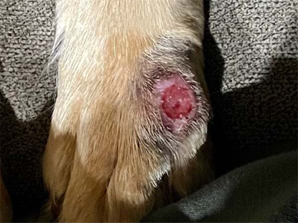Day 17 - post STELFONTA treatment. Labrador with mast cell tumor.