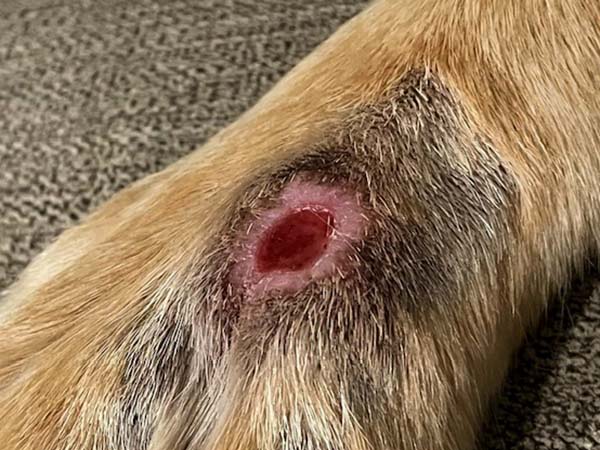 Day 19 - post STELFONTA treatment. Labrador with mast cell tumor.