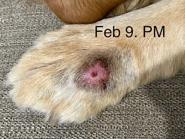 Day 23 - post STELFONTA treatment. Labrador with mast cell tumor.