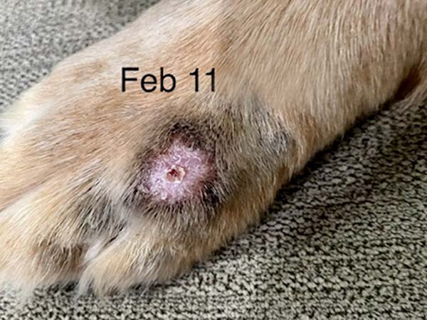 Day 25 - post STELFONTA treatment. Labrador with mast cell tumor.