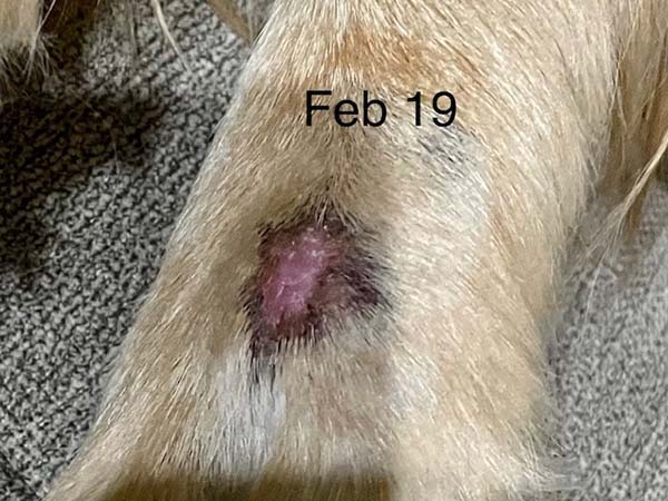 Day 33 - post STELFONTA treatment. Labrador with mast cell tumor.
