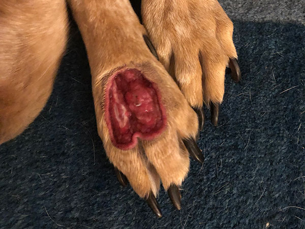 Day 9 - Stelfonta treatment for MCT on paw
