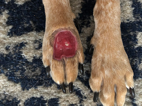 Day 13 - Stelfonta treatment for MCT on paw