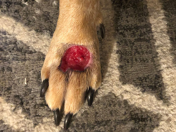 Day 16 - Stelfonta treatment for MCT on paw