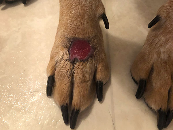 Day 22 - Stelfonta treatment for MCT on paw