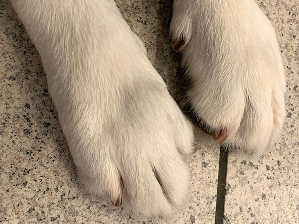MCT on dog paw, treated with Stelfonta, Pre Treatment
