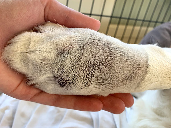 MCT on dog paw, treated with Stelfonta, Day 1