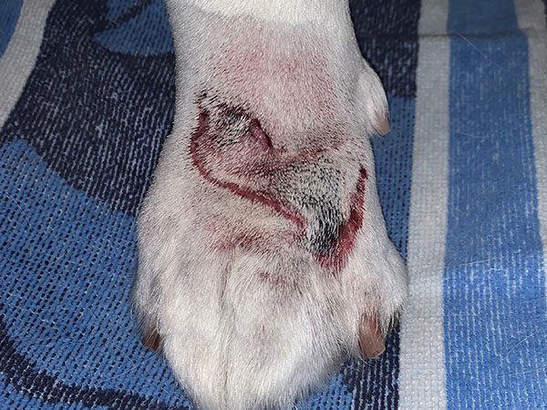 MCT on dog paw, treated with Stelfonta, Day 4