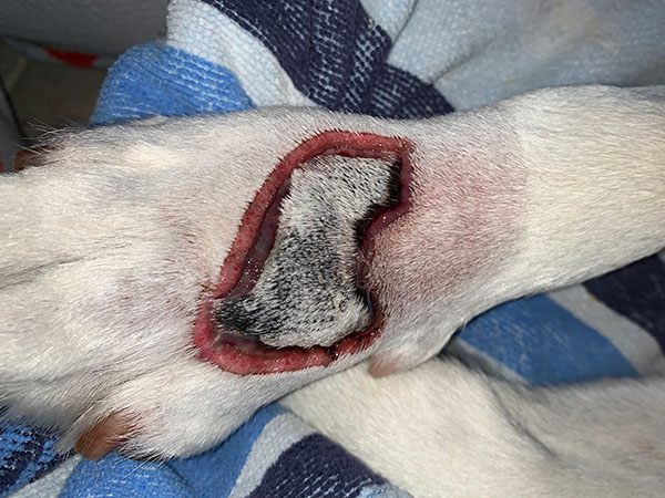 MCT on dog paw, treated with Stelfonta, Day 6