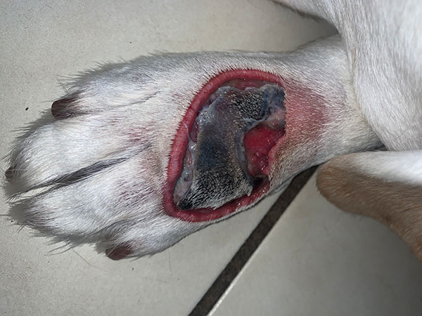 MCT on dog paw, treated with Stelfonta, Day 8