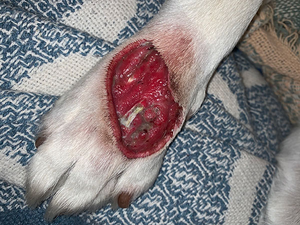 MCT on dog paw, treated with Stelfonta, Day 9