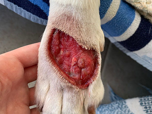 MCT on dog paw, treated with Stelfonta, Day 10