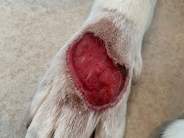 MCT on dog paw, treated with Stelfonta, Day 15