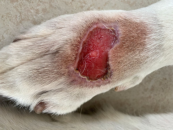 MCT on paw, Treated with Stelfonta, Day 21