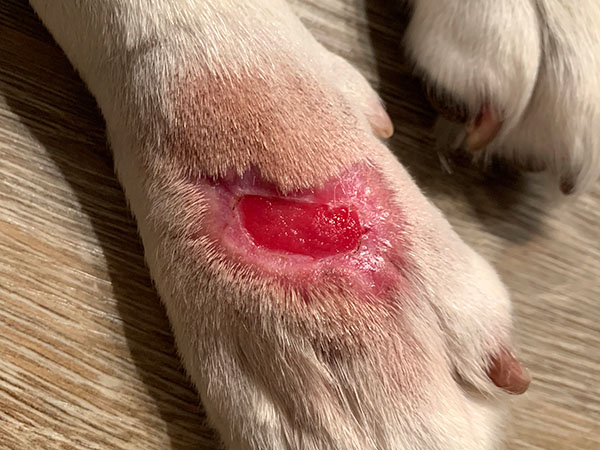 MCT on paw, Treated with Stelfonta, Day 27