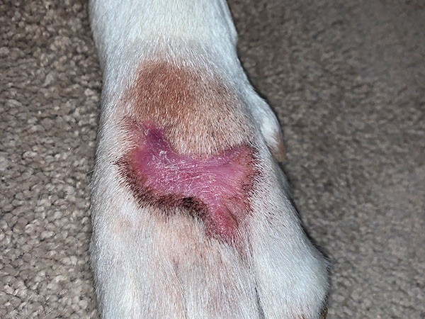 MCT on paw, Treated with Stelfonta, Day 38