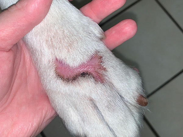 MCT on paw, Treated with Stelfonta, Day 49